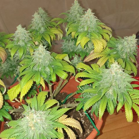 O.K growlog timeline photo