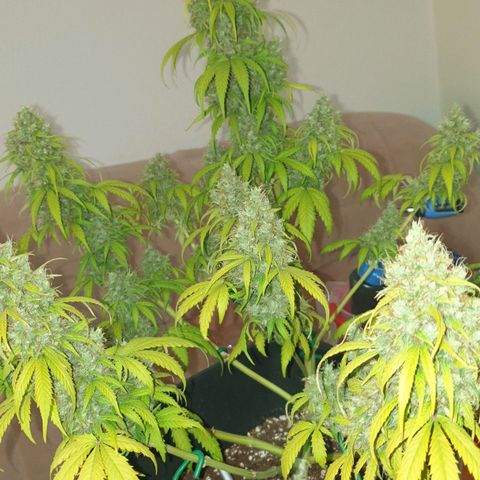 Jacky growlog timeline photo
