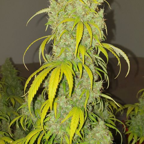 Jacky growlog timeline photo