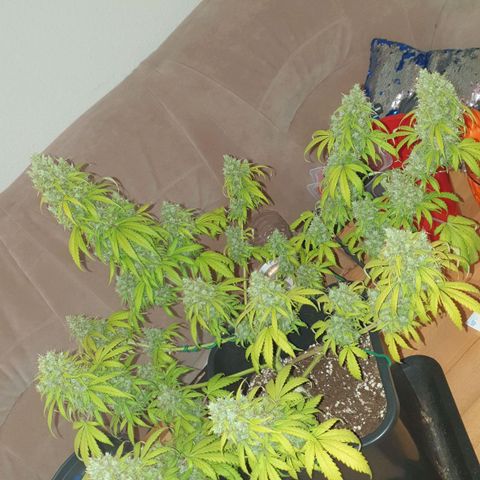 Jacky growlog timeline photo