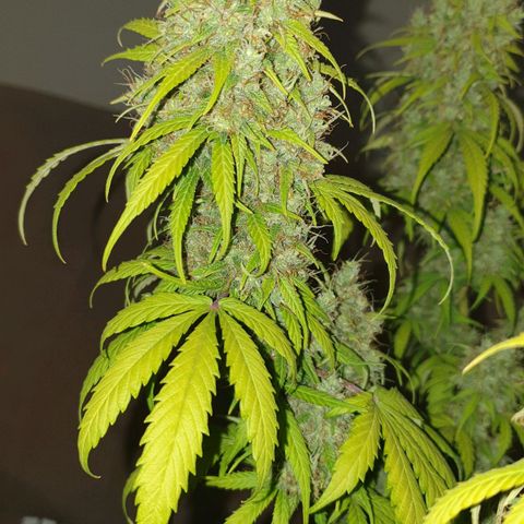 Jacky growlog timeline photo