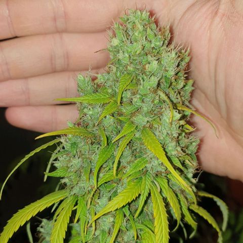 Jacky growlog timeline photo