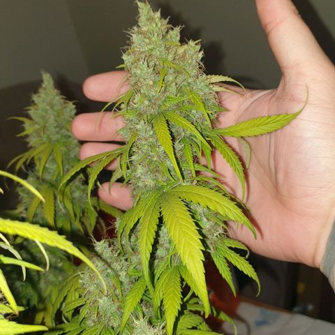Jacky growlog timeline photo