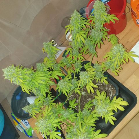 Jacky growlog timeline photo