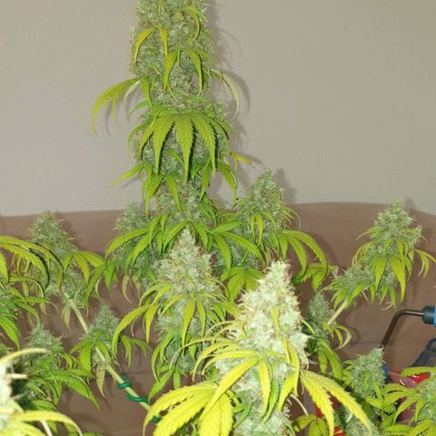Jacky growlog timeline photo