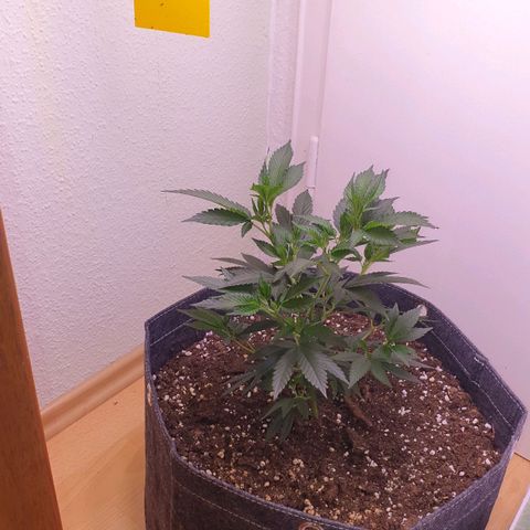 Das Baum projekt  growlog timeline photo