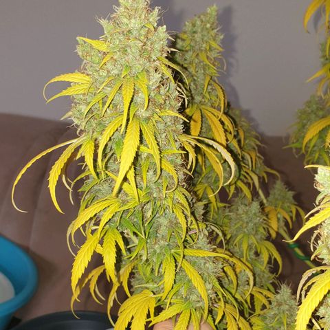 Jacky growlog timeline photo