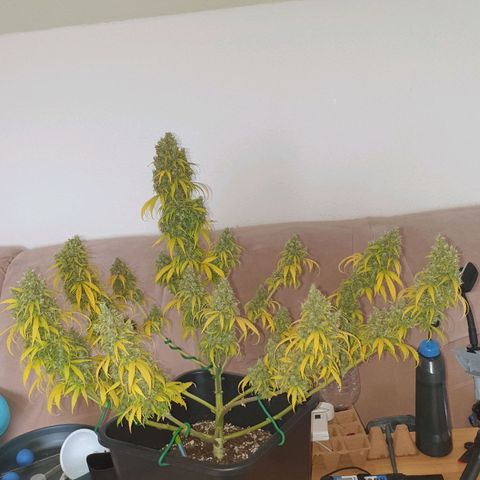 Jacky growlog timeline photo