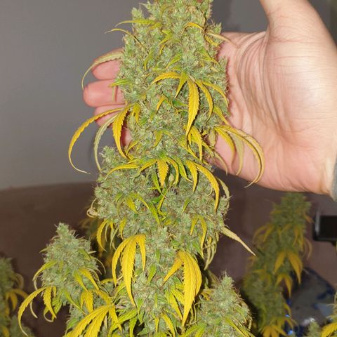 Jacky growlog timeline photo