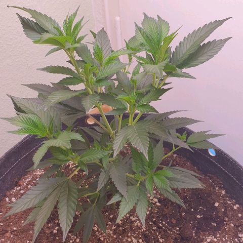 Das Baum projekt  growlog timeline photo