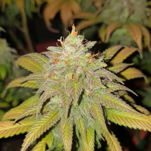 O.K growlog timeline photo