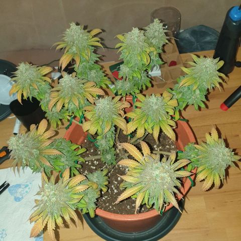 O.K growlog timeline photo