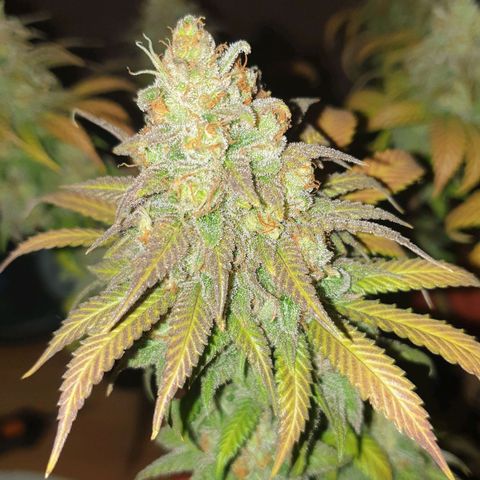 O.K growlog timeline photo