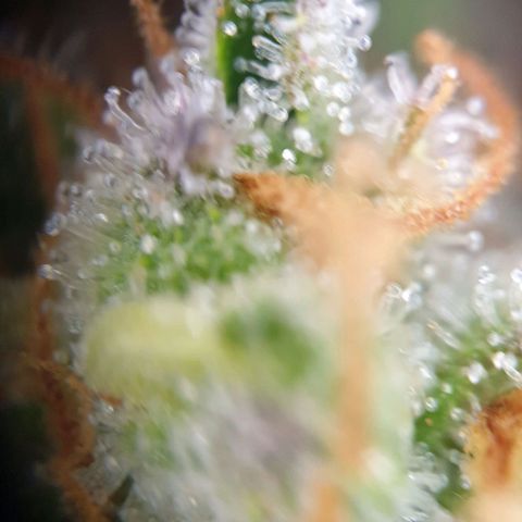 O.K growlog timeline photo