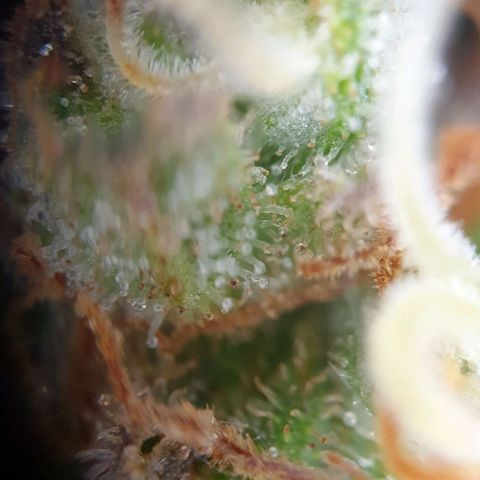 O.K growlog timeline photo
