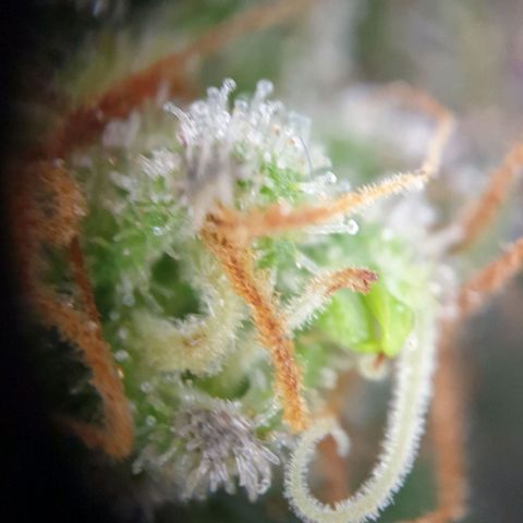 O.K growlog timeline photo