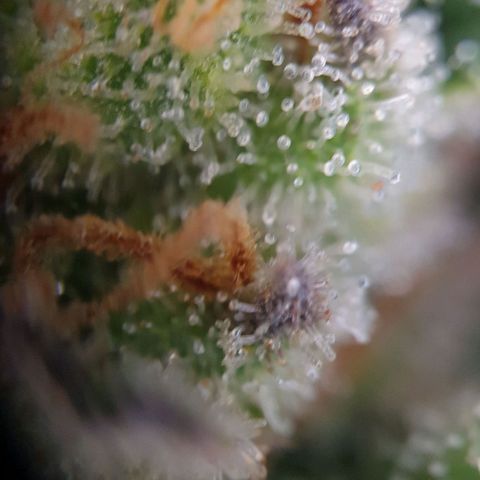 O.K growlog timeline photo