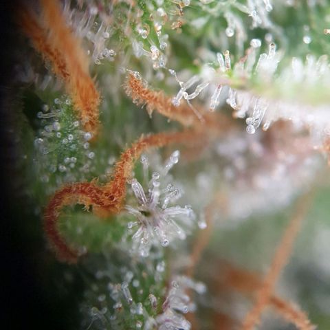O.K growlog timeline photo