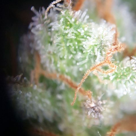 O.K growlog timeline photo