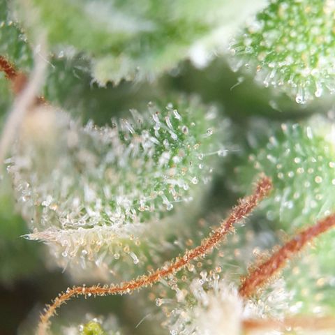 Jacky growlog timeline photo