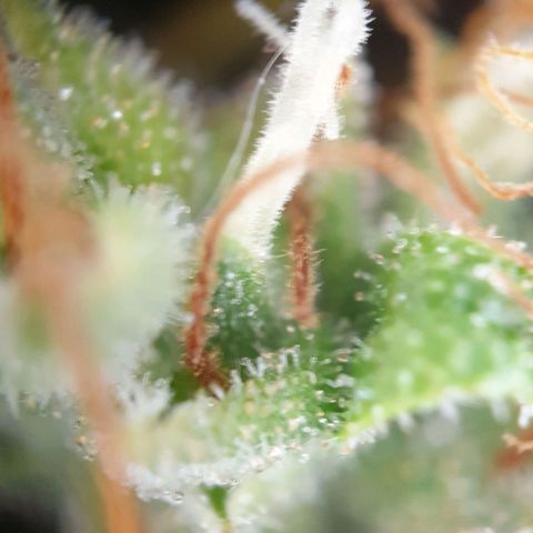 Jacky growlog timeline photo
