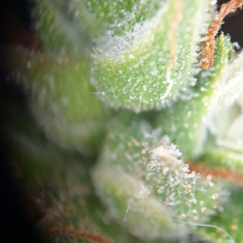 Jacky growlog timeline photo