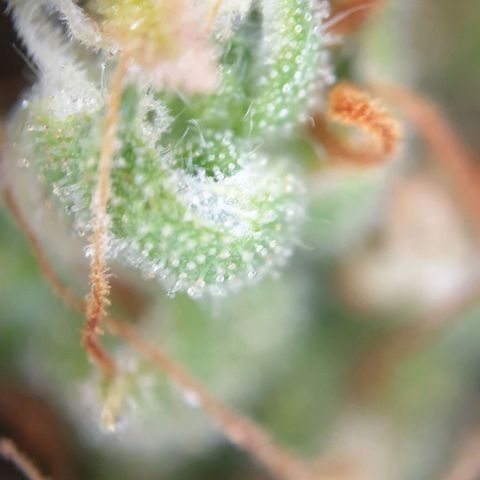 Jacky growlog timeline photo