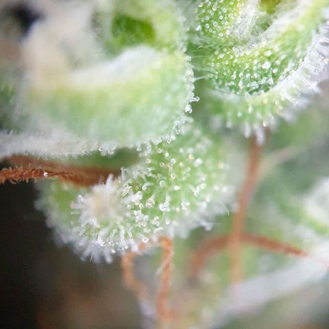 Jacky growlog timeline photo