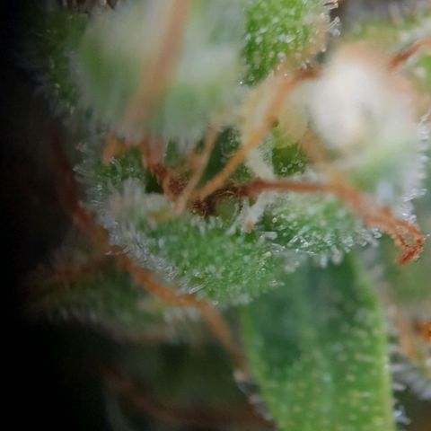 Jacky growlog timeline photo