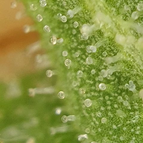 Jacky growlog timeline photo