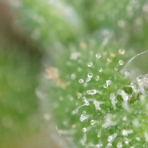 Jacky growlog timeline photo