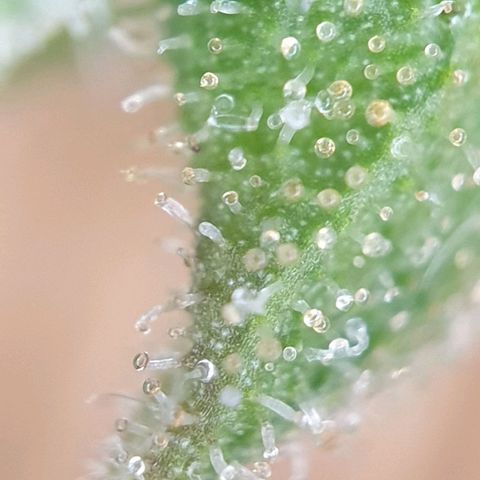 Jacky growlog timeline photo