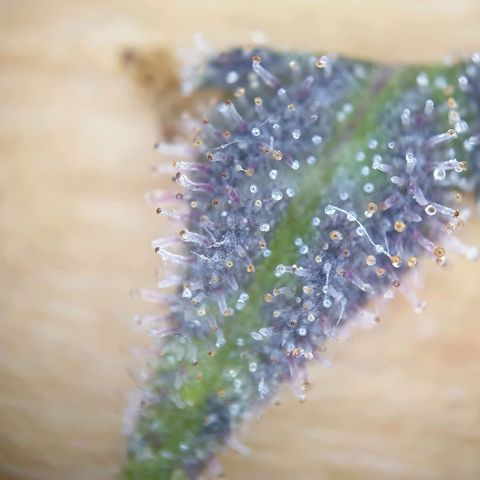 O.K growlog timeline photo