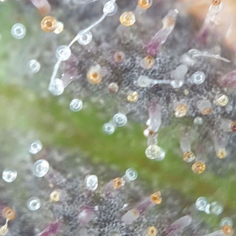 O.K growlog timeline photo