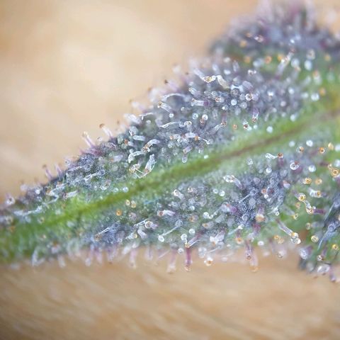 O.K growlog timeline photo