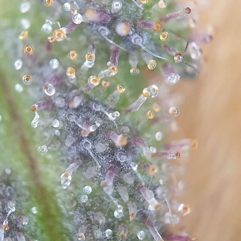 O.K growlog timeline photo