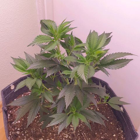Das Baum projekt  growlog timeline photo