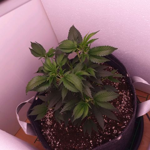 Das Baum projekt  growlog timeline photo