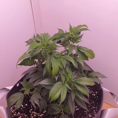 Das Baum projekt  growlog timeline photo