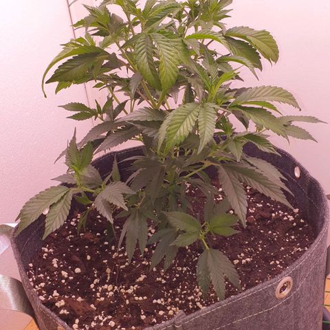 Das Baum projekt  growlog timeline photo