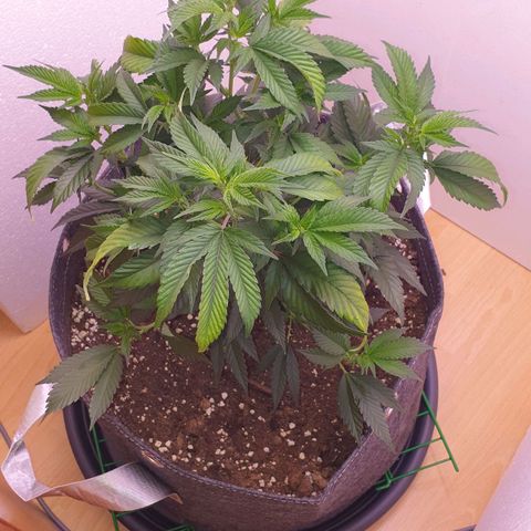 Das Baum projekt  growlog timeline photo