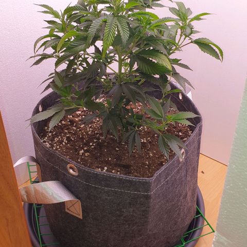 Das Baum projekt  growlog timeline photo