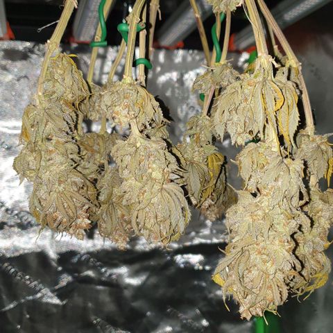 O.K growlog timeline photo