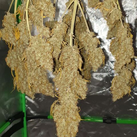 Jacky growlog timeline photo
