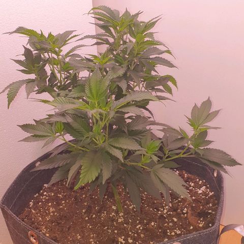 Das Baum projekt  growlog timeline photo