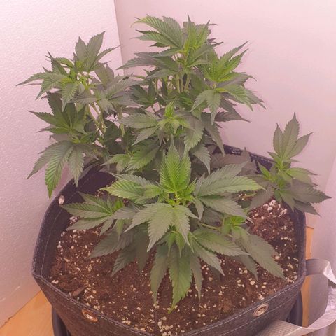 Das Baum projekt  growlog timeline photo
