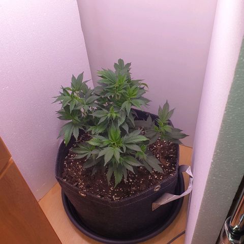 Das Baum projekt  growlog timeline photo