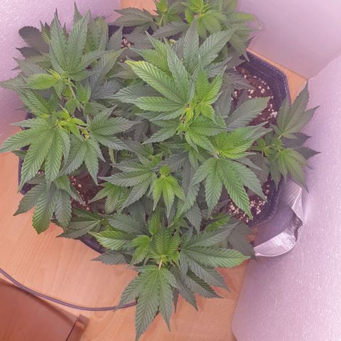 Das Baum projekt  growlog timeline photo