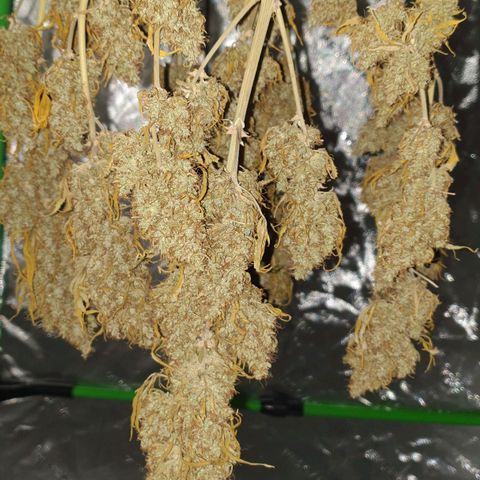 Jacky growlog timeline photo
