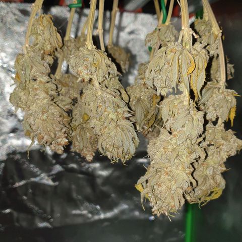 O.K growlog timeline photo